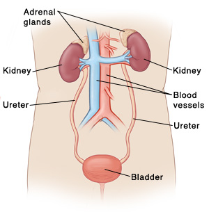 Front view of torso showing kidneys, ureters, bladder, and major blood vessels. Adrenal glands are on top of kidneys.