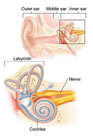Cross section of ear showing outer, middle, and inner ear with closeup of labyrinth.