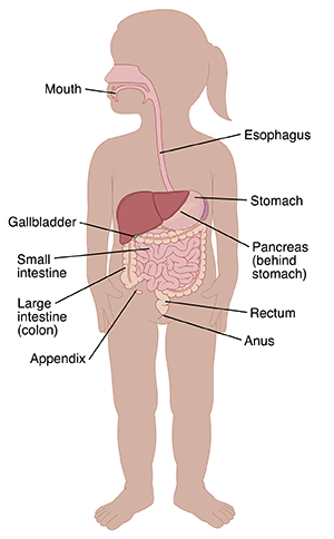 Outline of toddler girl showing digestive tract.
