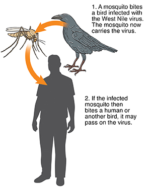 Crow, mosquito and man's silhouette connected with arrows showing West Nile virus transmission from crow to mosquito to human.