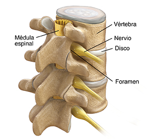 Vista posterior de tres cuartos de tres vértebras lumbares y discos, de la médula espinal y de los nervios espinales.