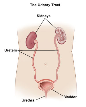 Outline of torso showing front view of urinary tract, with kidneys, ureters, urethra, and bladder.