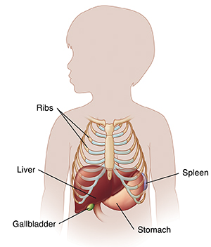 Outline of child showing location of liver.