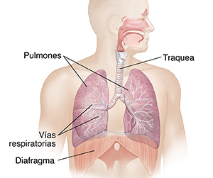 Vista frontal de la cabeza y el torso de un hombre donde puede verse el sistema respiratorio.