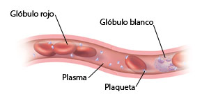 Corte transversal de un vaso sanguíneo en donde se ven células sanguíneas normales.
