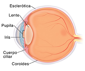 Corte transversal visto de lado de un ojo.